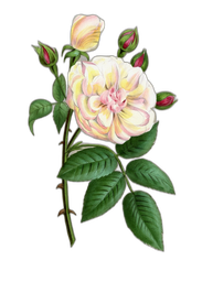Premium design asset