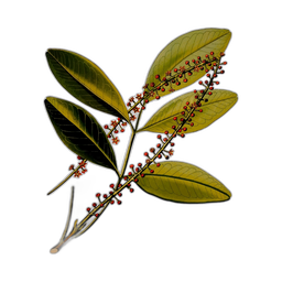 Premium design asset
