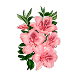 Premium design asset