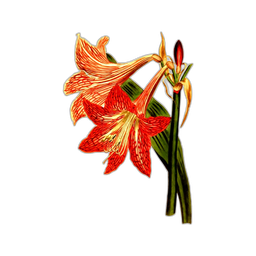 Premium design asset