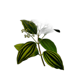 Premium design asset