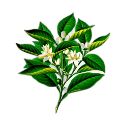 Premium design asset